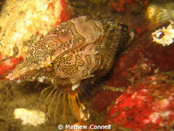 This tricky little grunt sculpin kept swimming away right... by Mathew Connell 